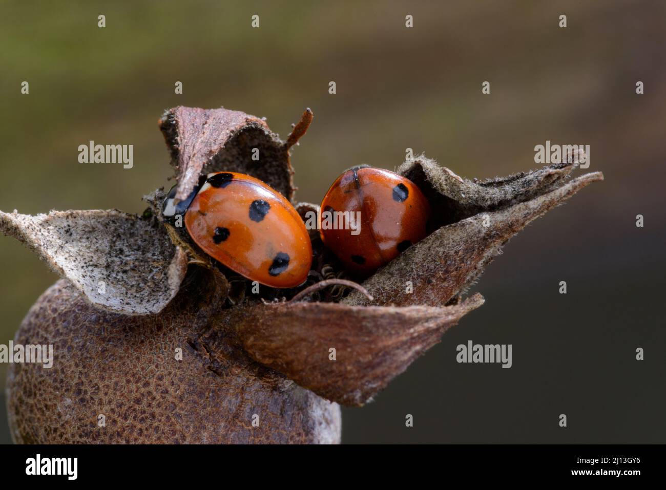 Marienkäfer mit 7 Flecken (Coccinella7-punctata), Winterschlaf auf der Hagebutte Stockfoto