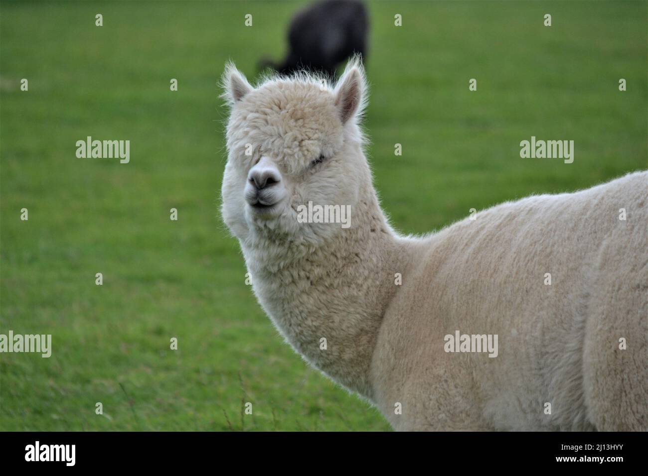 Weißer Alpaka in Gefangenschaft - Camelidae Familie - Kamelidmammal - Yorkshire - UK Stockfoto