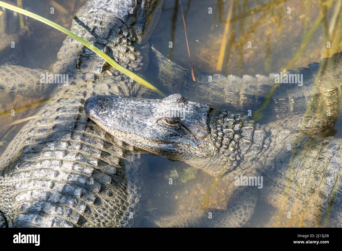 Alligatoren in einem Teich im Alligator Sanctuary im South Padre Island Birding and Nature Center in Südtexas. Stockfoto