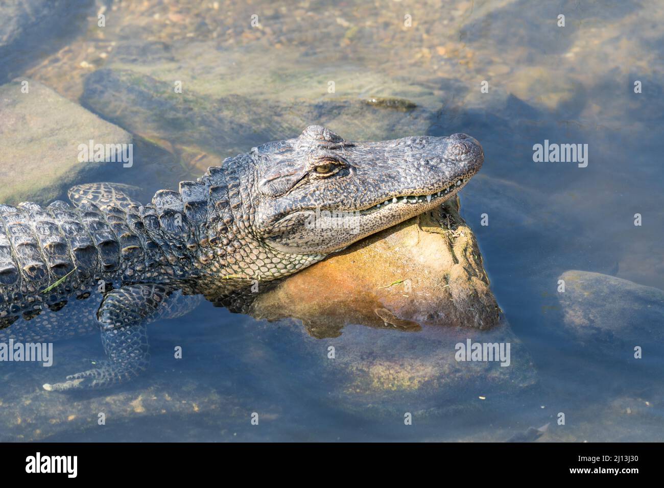 Ein Alligator in einem Teich im Alligator Sanctuary im South Padre