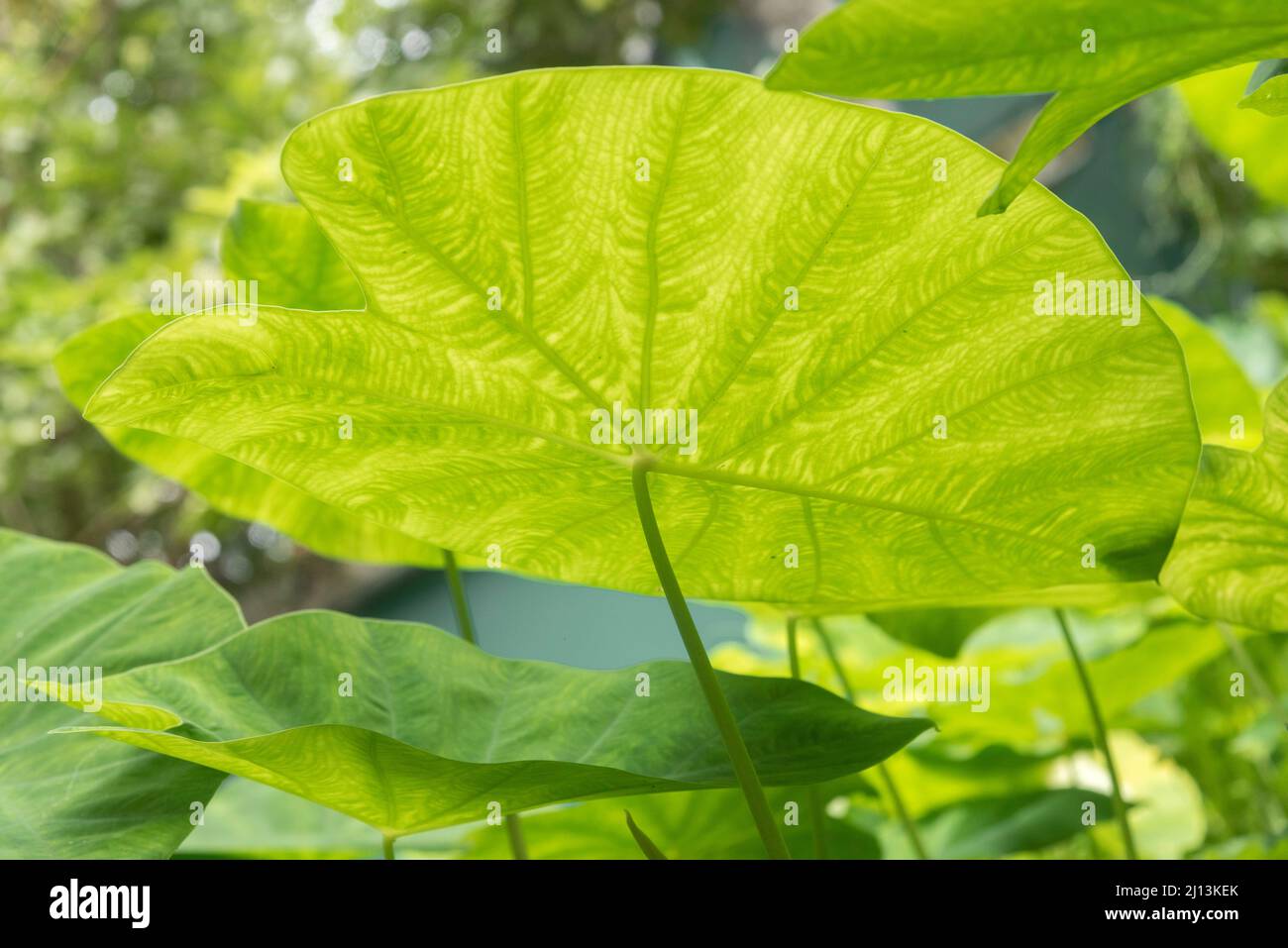 Regentropfen auf großen, üppig grünen Blättern, fotografiert in Kerala, Indien Stockfoto