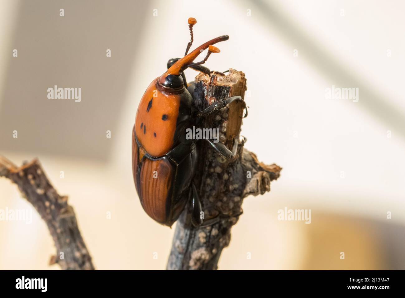 Ein roter Palmenkiefer, Rhynchophorus ferrugineus, ruht auf einem trockenen Zweig in einem Garten. Schädlingsinsektenarten Stockfoto