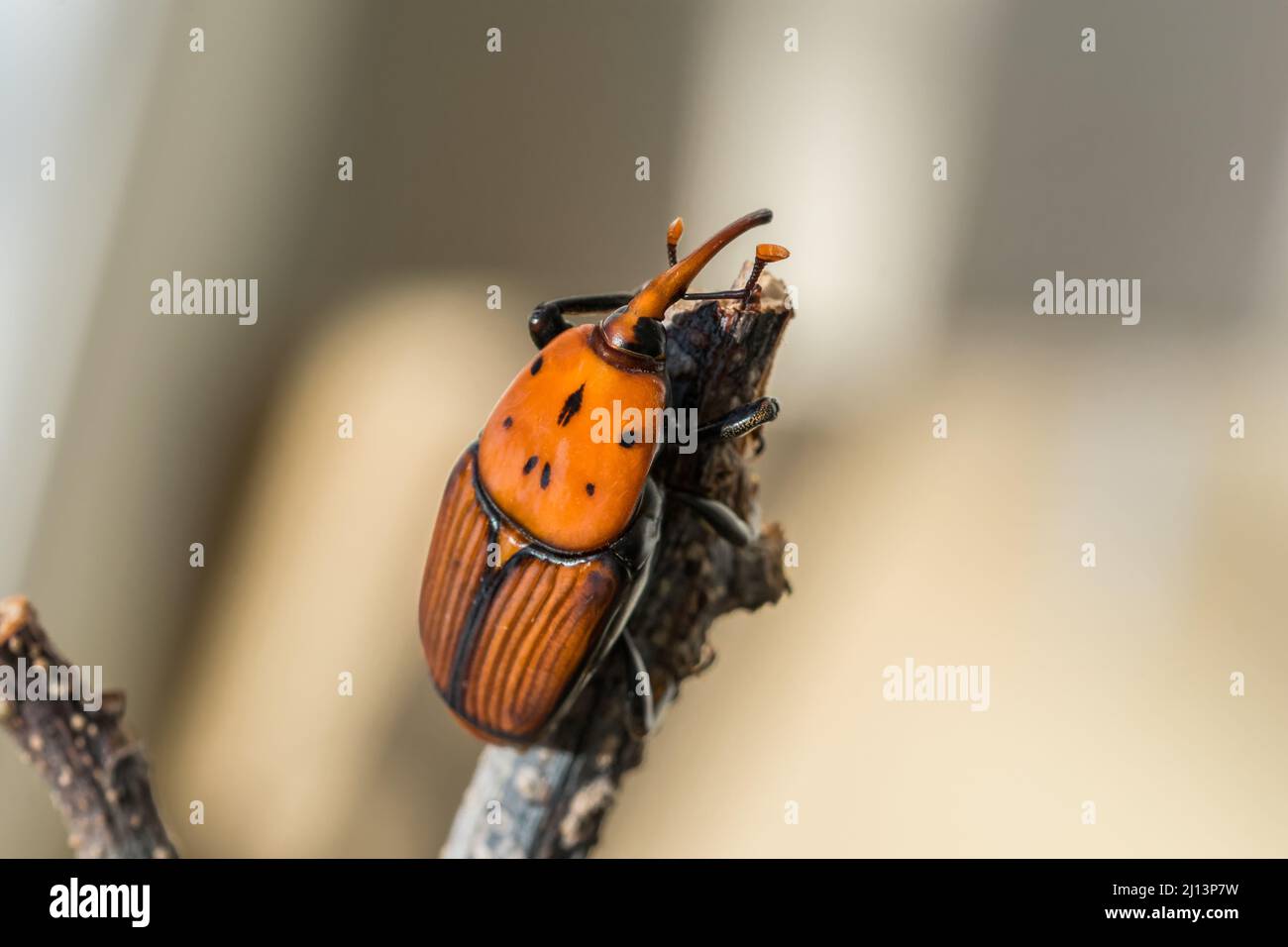 Ein roter Palmenkiefer, Rhynchophorus ferrugineus, ruht auf einem trockenen Zweig in einem Garten. Schädlingsinsektenarten Stockfoto