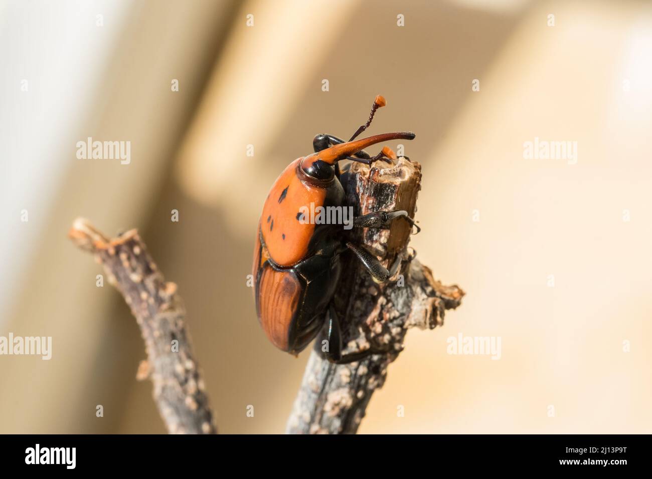 Ein roter Palmenkiefer, Rhynchophorus ferrugineus, ruht auf einem trockenen Zweig in einem Garten. Schädlingsinsektenarten Stockfoto