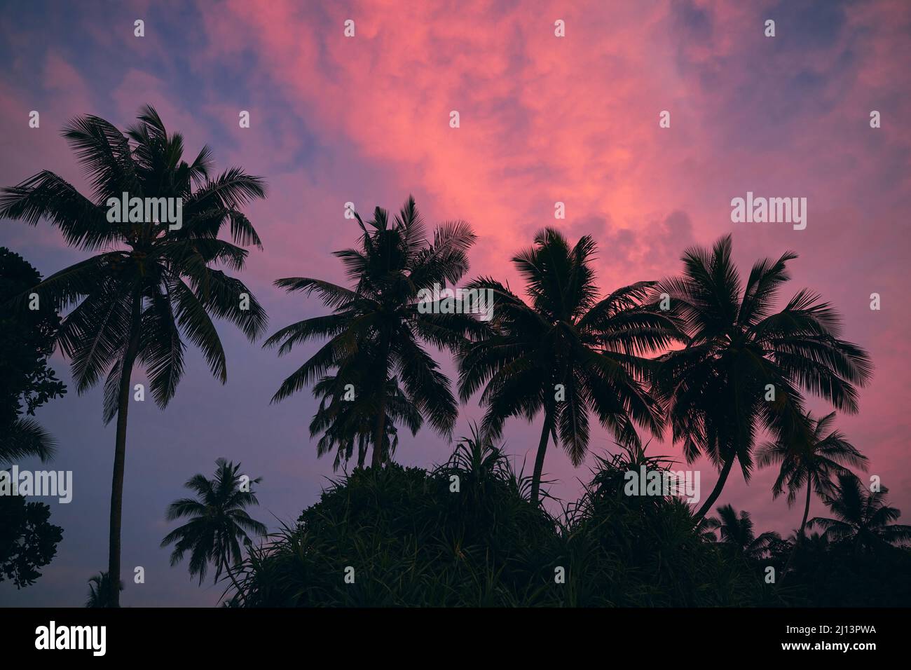 Silhouetten von Palmen gegen launischen Himmel mit roten Wolken in der Dämmerung. Schönheit in der Natur. Stockfoto