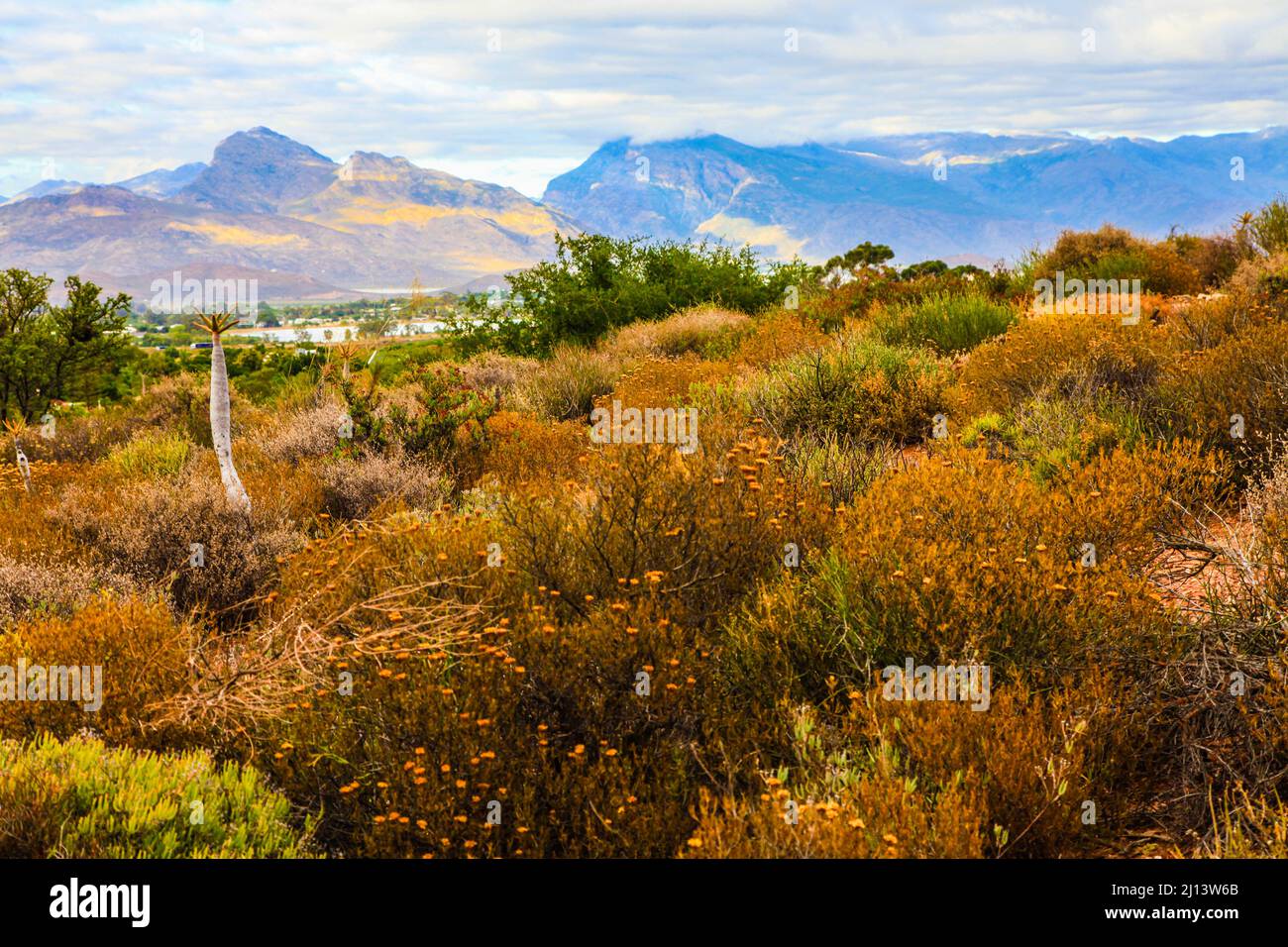 Karoo Desert National Botanical Gardens mit Sukkulenten, Aloes und Köcherbäumen Stockfoto