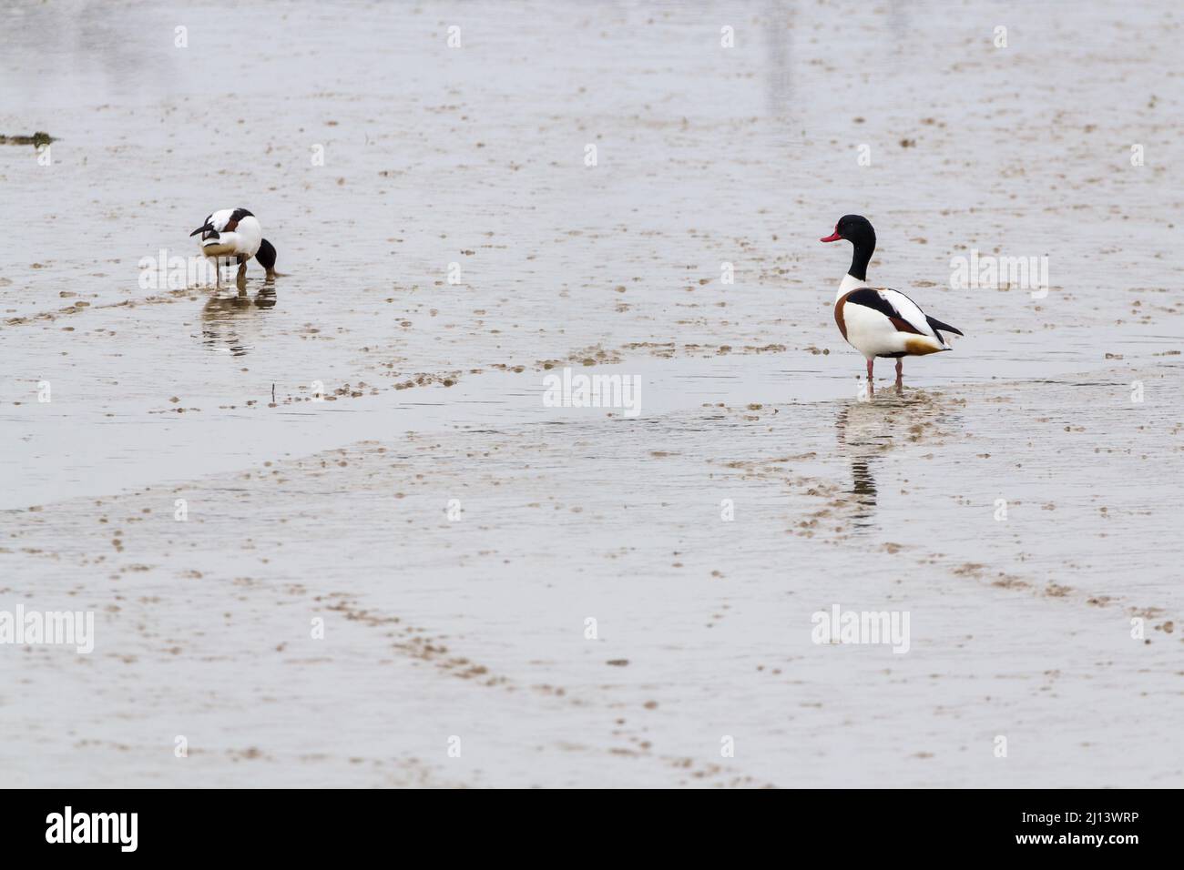Shelduck (Tadorna tadorna) Ente in Gänsegröße, dunkelglänzend grün, Kopf und Hals, roter Schnabel, orangefarbenes Band auf der Brust, weißes Gefieder mit schwarzen Flügeln auf nassem Schlamm Stockfoto