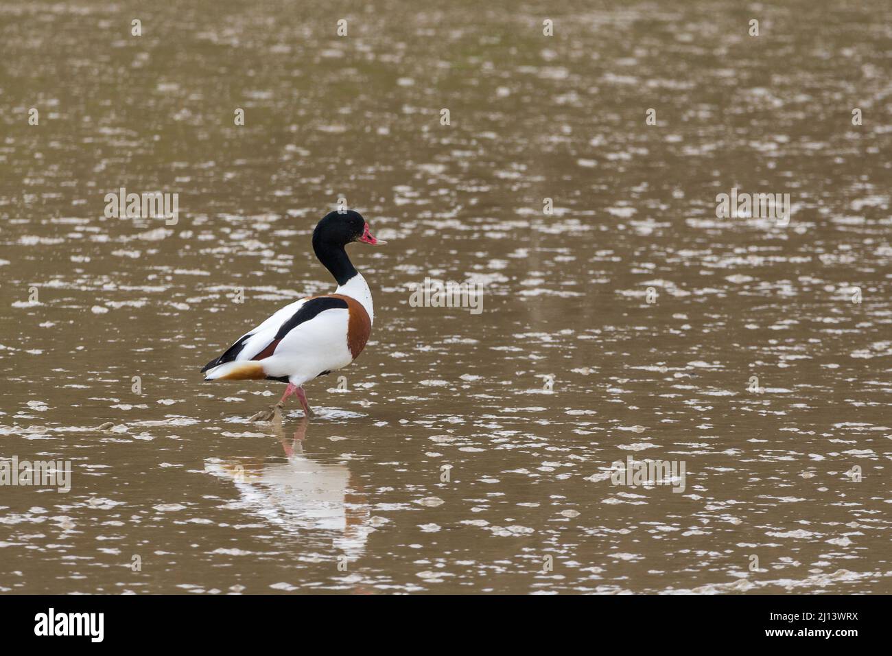 Shelduck (Tadorna tadorna) Ente in Gänsegröße, dunkelglänzend grün, Kopf und Hals, roter Schnabel, orangefarbenes Band auf der Brust, weißes Gefieder mit schwarzen Flügeln auf nassem Schlamm Stockfoto