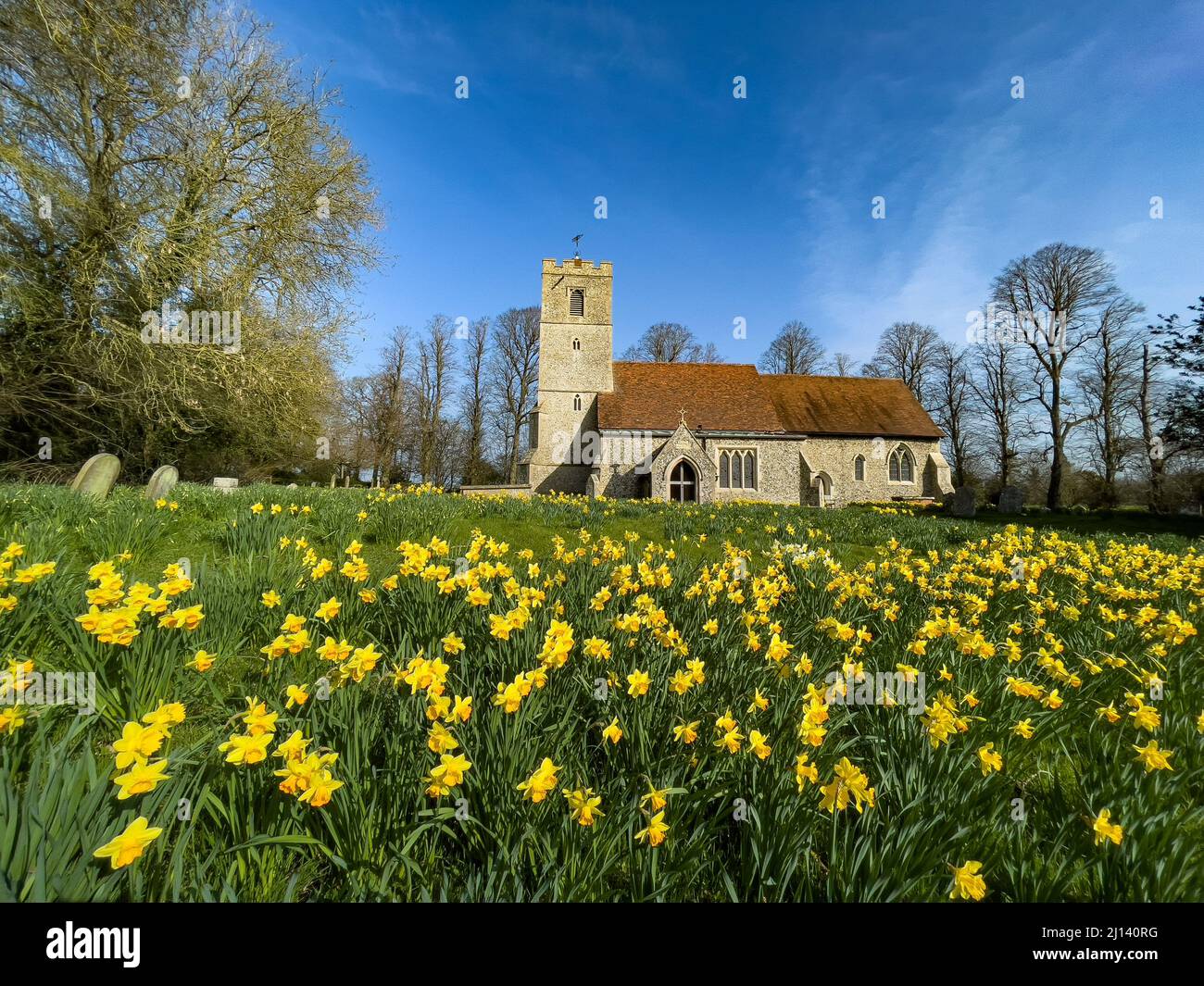 Blühendes Narzissenfeld vor der All Saints Church Rickling, Essex UK vor einem klaren blauen Himmel, Essex, UK. Stockfoto