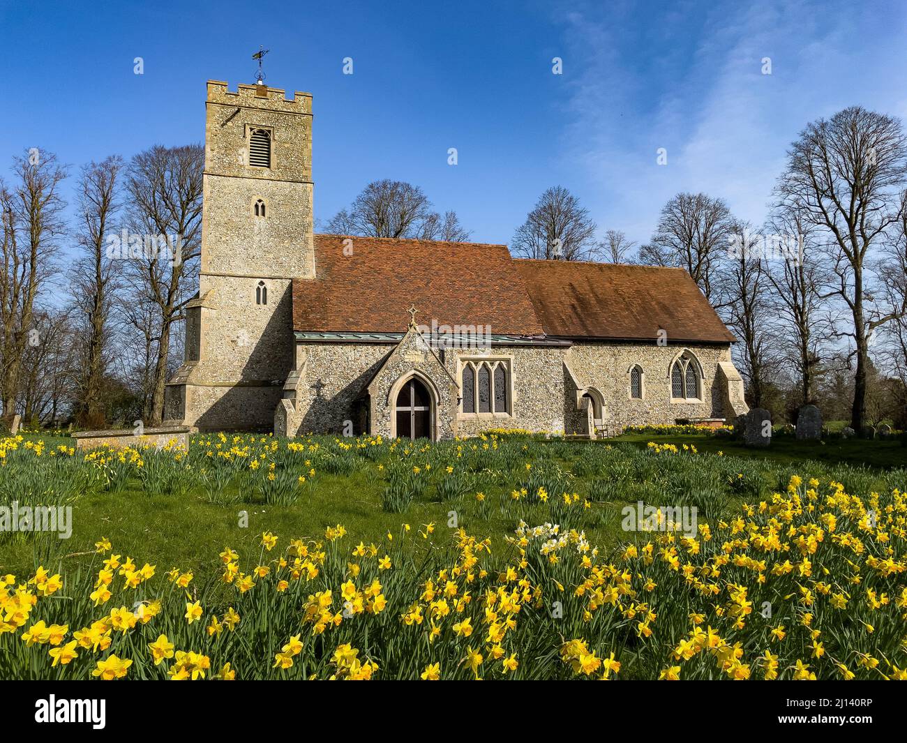 Blühendes Narzissenfeld vor der All Saints Church Rickling, Essex UK vor einem klaren blauen Himmel, Essex, UK. Stockfoto