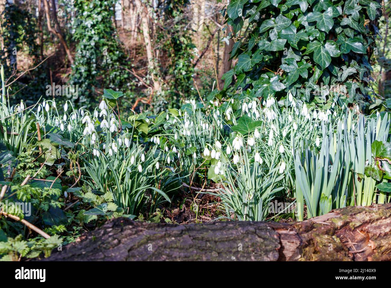 Frühe Schneeglöckchen in Sunnyside Community Gardens, da wärmeres Wetter eine frühere Blüte fördert, London, Großbritannien. Stockfoto