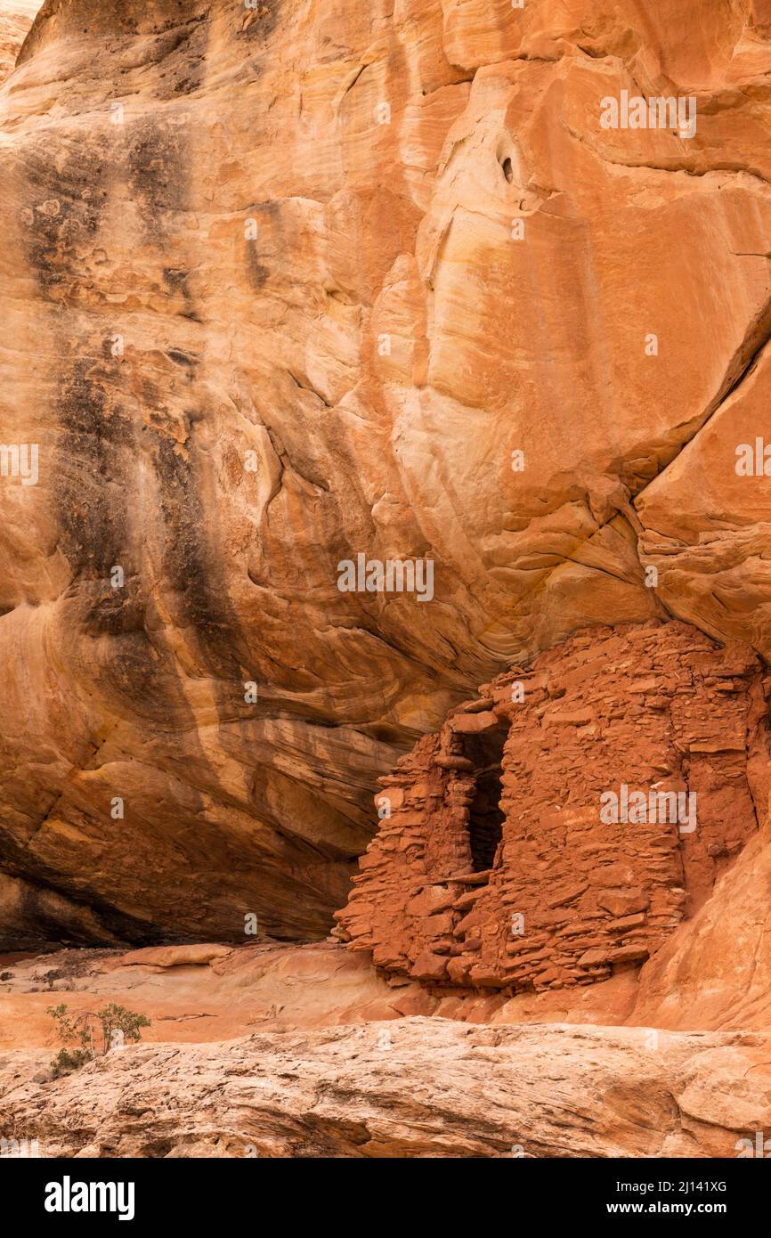 Eine alte 1.000 Jahre alte Ancestral Puebloan Klippe, die im Lower Mule Canyon auf Cedar Mesa in der Shash Jaa Unit of the Bears Ears National Monume wohnt Stockfoto