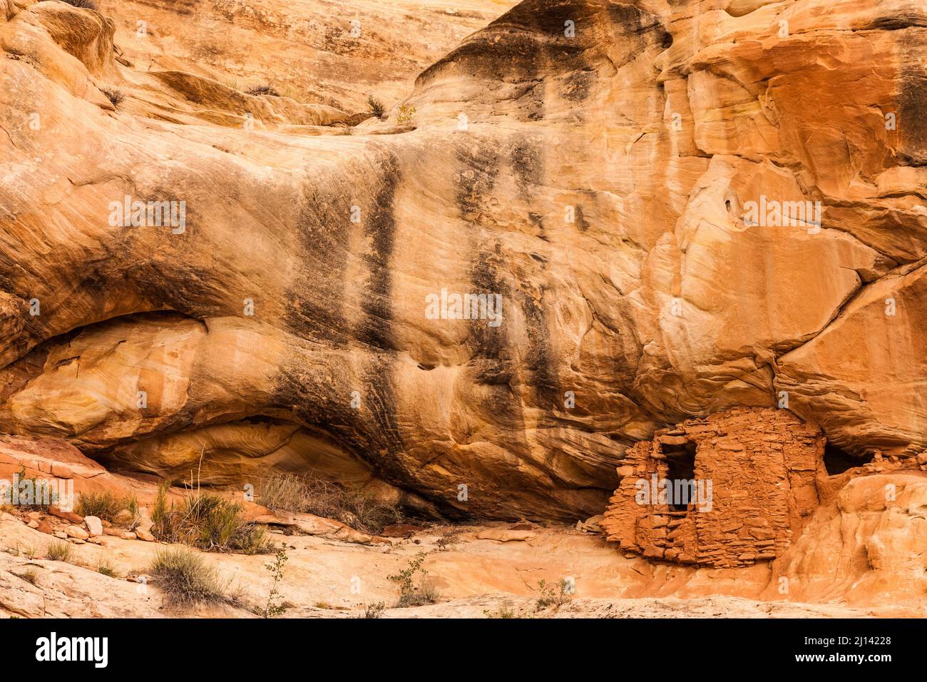 Eine alte 1.000 Jahre alte Ancestral Puebloan Klippe, die im Lower Mule Canyon auf Cedar Mesa in der Shash Jaa Unit of the Bears Ears National Monume wohnt Stockfoto