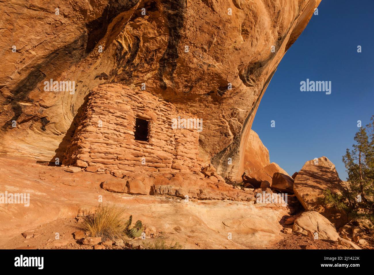 Eine alte 1.000 Jahre alte Ancestral Puebloan Klippe, die im Lower Mule Canyon auf Cedar Mesa in der Shash Jaa Unit of the Bears Ears National Monume wohnt Stockfoto