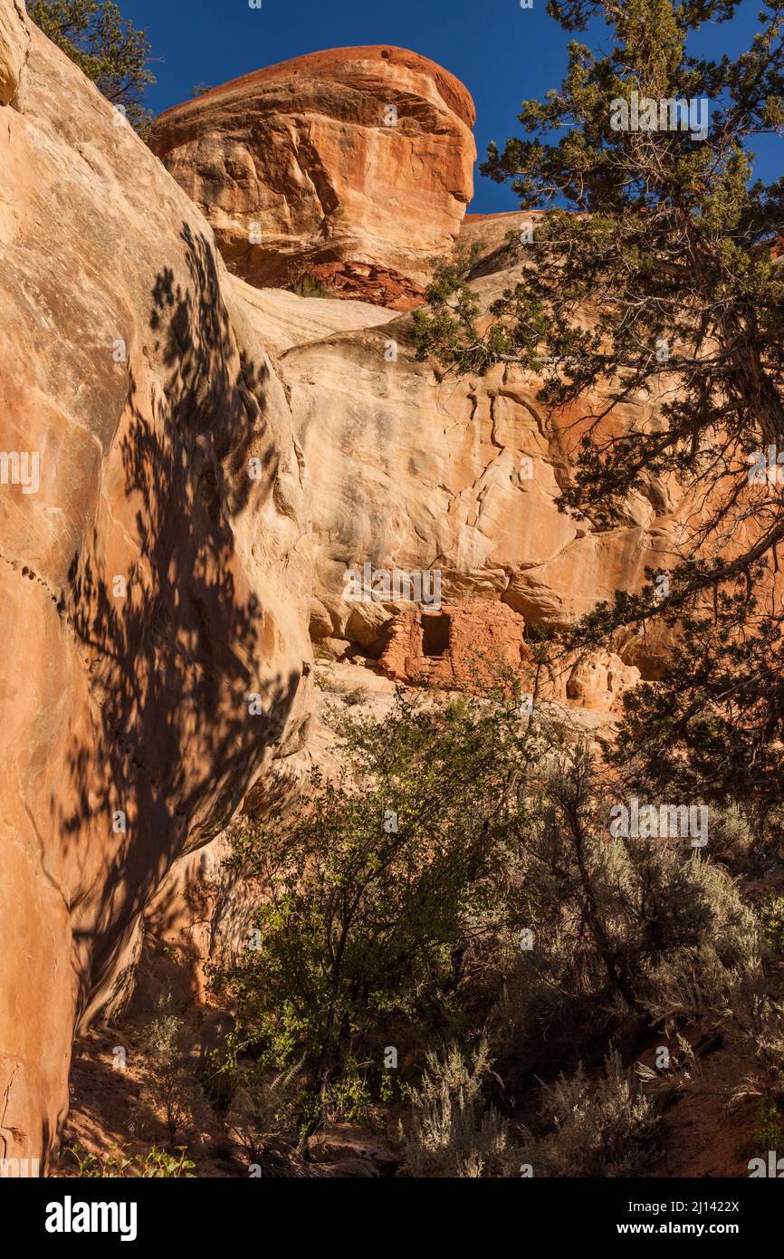 Eine alte, 1.000 Jahre alte Ancestral Puebloan Klippe, eingerahmt von Wacholderbäumen, im Lower Mule Canyon auf Cedar Mesa in der Shash Jaa Unit der Stockfoto