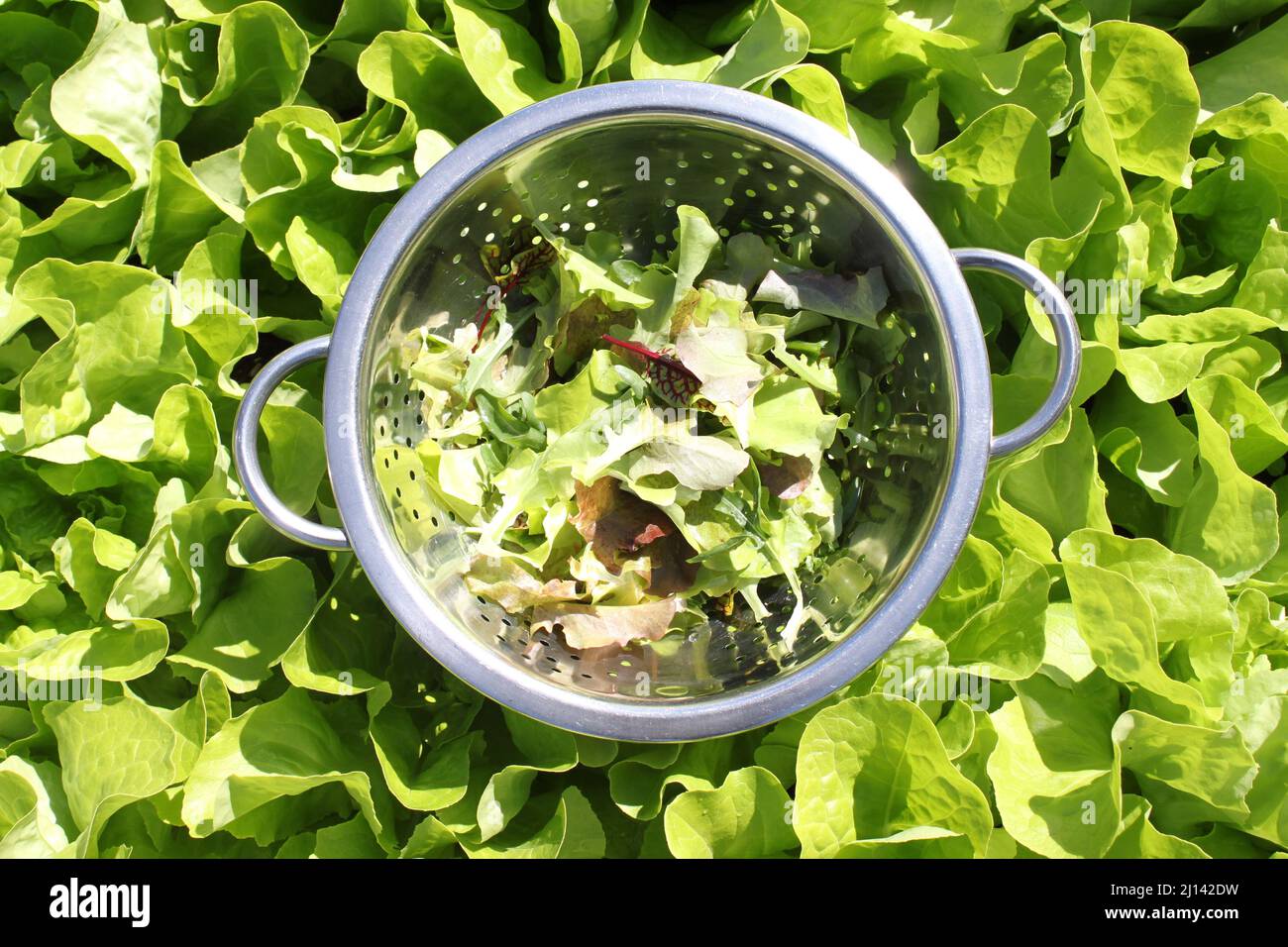 Geerntete Salatblätter in einem Salatfleck Stockfoto