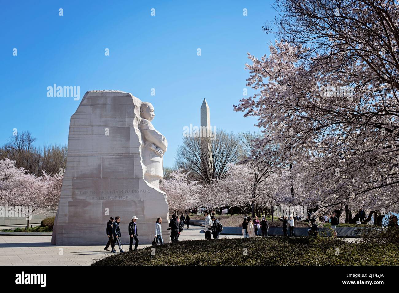 Martin Luther King Memorial und Washington Monument mit Kirschblüten Stockfoto