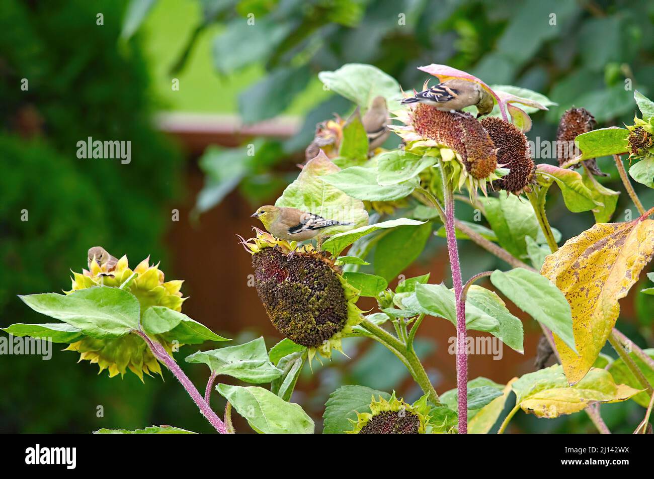 Mehrere amerikanische Goldfinken (Spinus tristis), die nicht brüten, fressen Samen von Sonnenblumen. Stockfoto