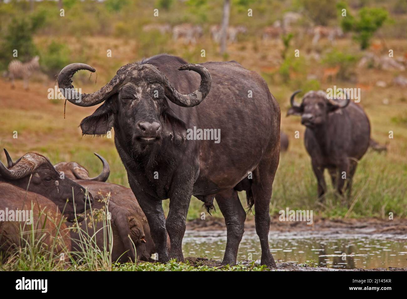 Buffalo Bull 13832 Stockfoto