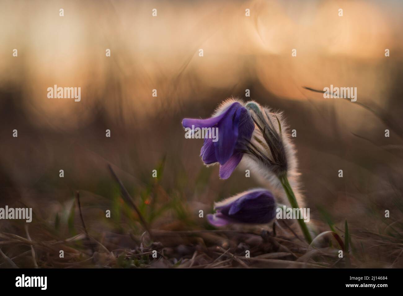 Frühlingslilafarbene Blume der großblühenden Singvögel - Pulsatilla grandis in der Abendwiese. Blume im Hintergrund der untergehenden Sonne. Foto von Stockfoto