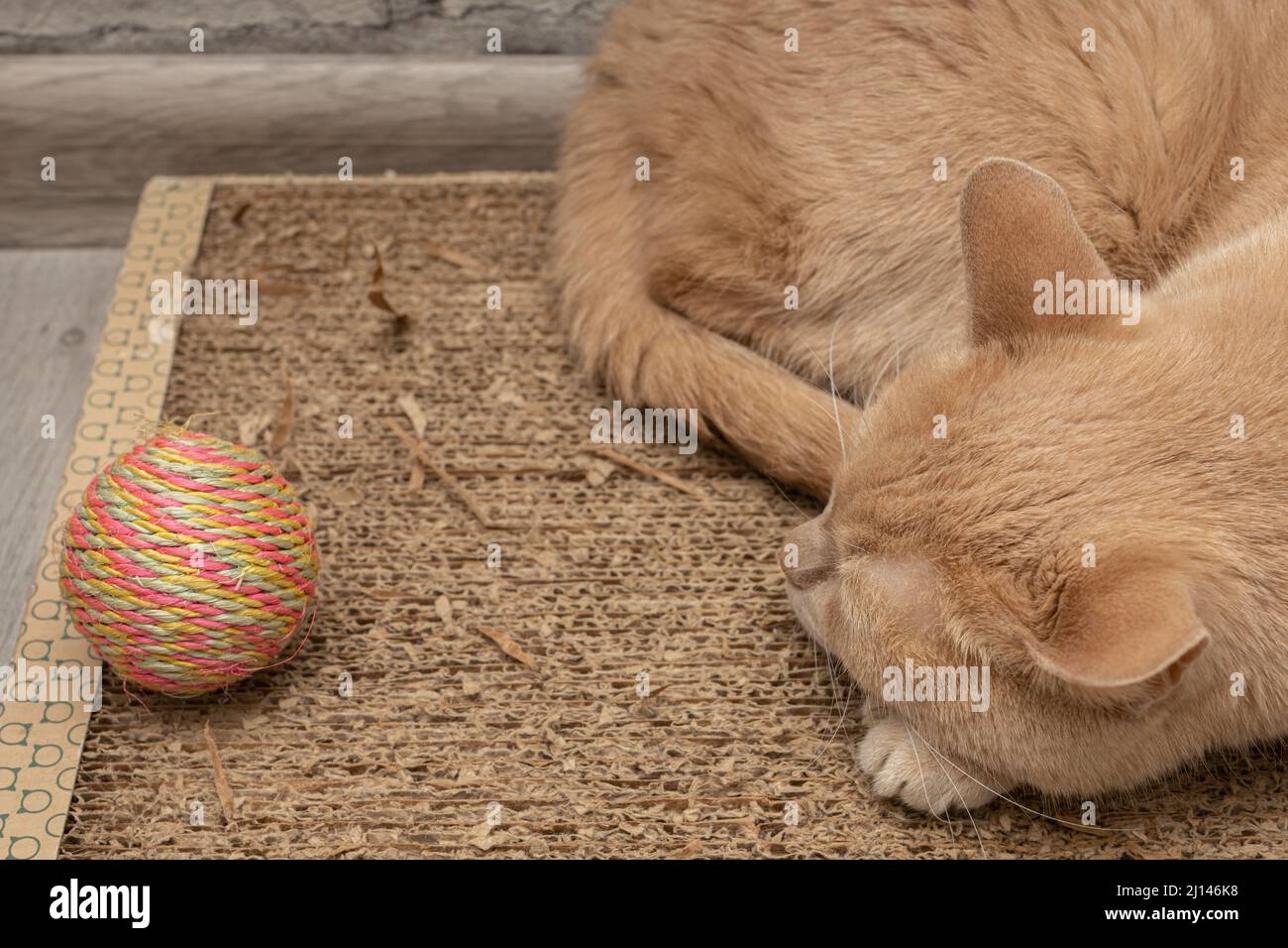 Eine gelangweilte und schlafende Katze liegt in der Nähe eines Spielzeugs Stockfoto