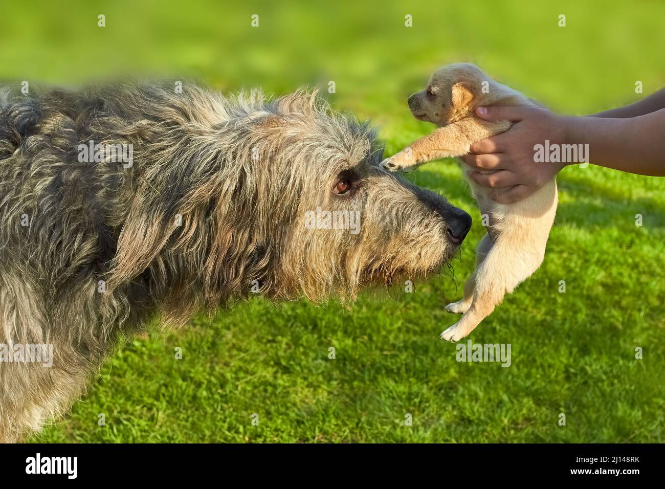 Bekanntschaft mit einem großen grauen irischen Wolfhound und einem kleinen Welpen Stockfoto
