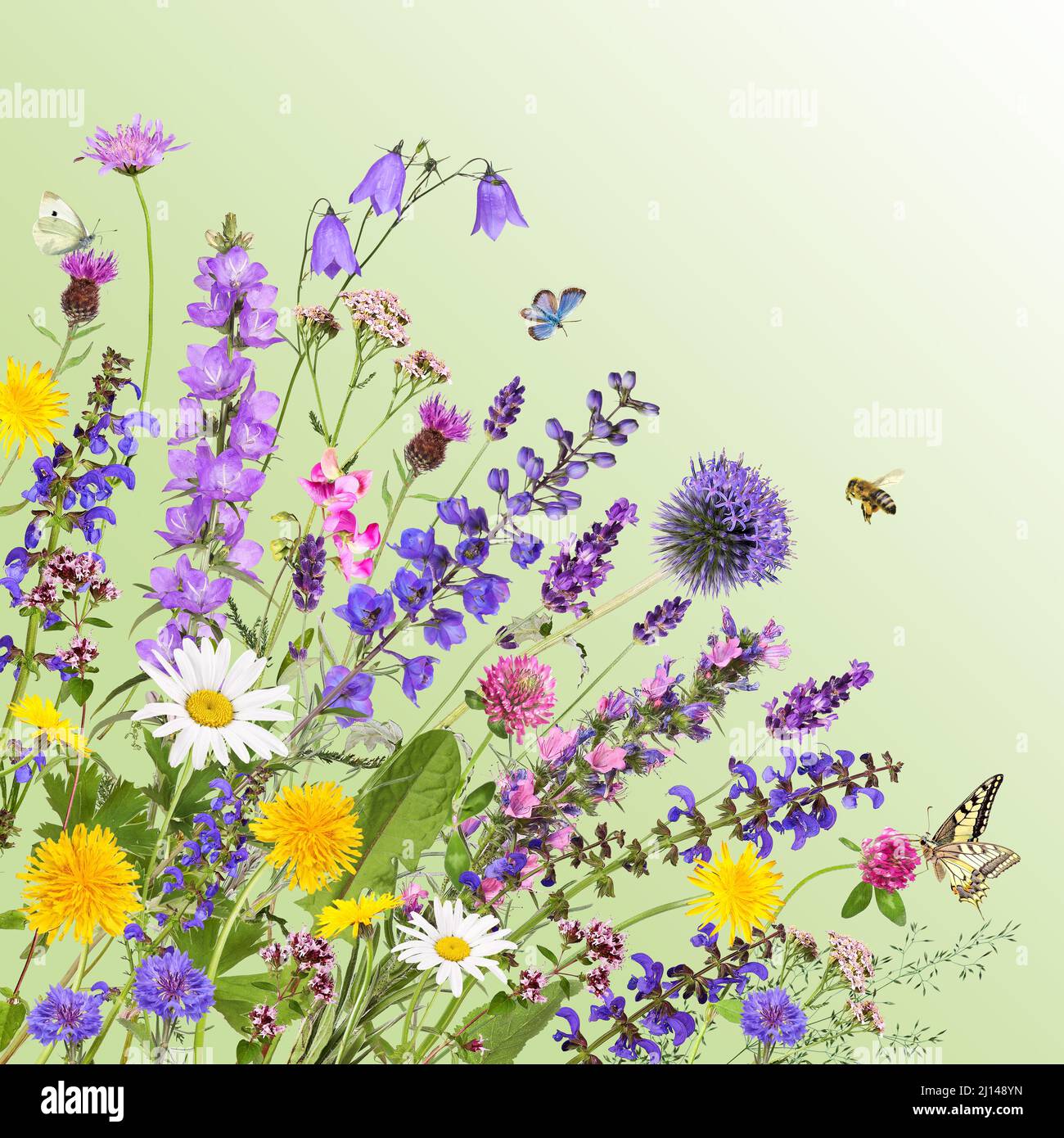 Verschiedene Garten- und Wiesenblumen mit grünem Hintergrund Stockfoto