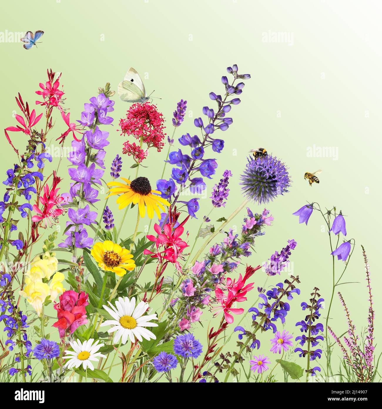 Bunte Gartenblumen mit Insekten, grüner Hintergrund Stockfoto