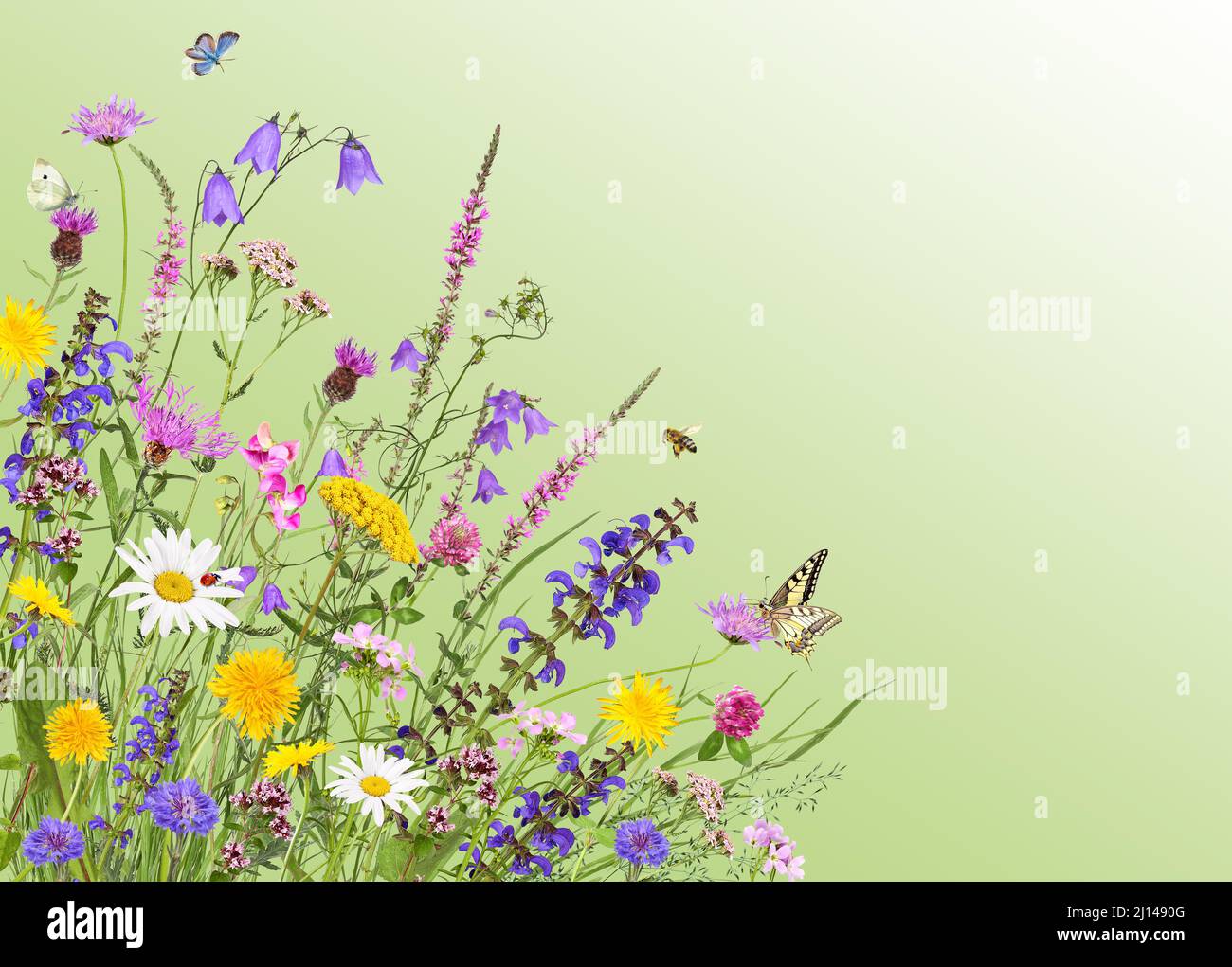 Bunte Wiesenblumen mit grünem Hintergrund Stockfoto