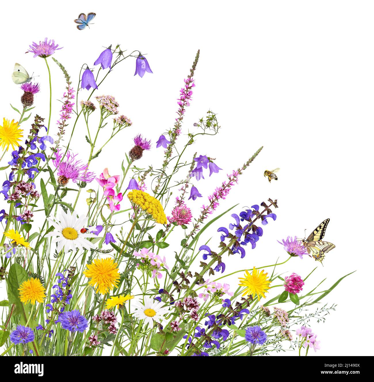 Bunte Wiesenblumen mit Insekten, isoliert Stockfoto