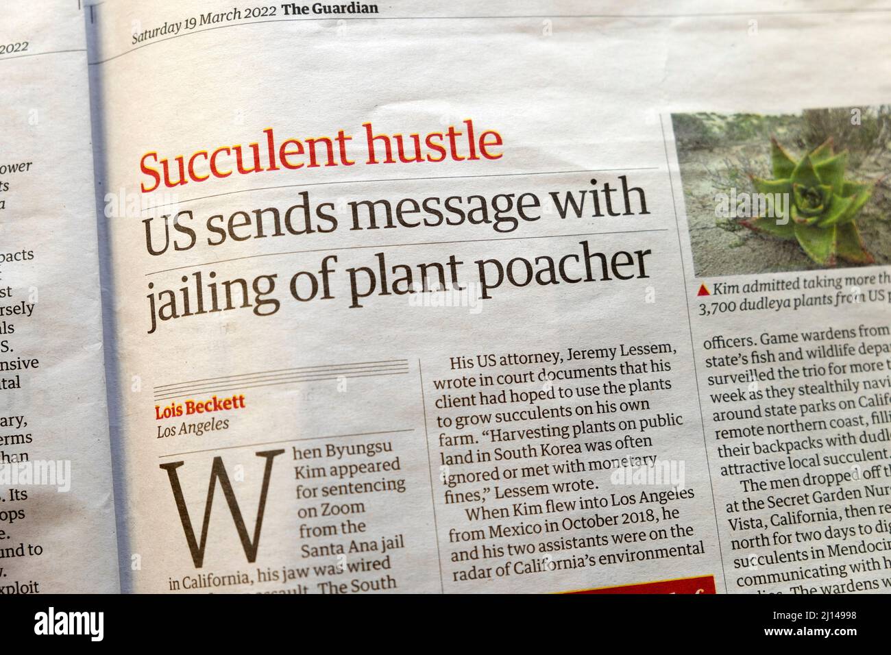 „Succulent Hustle US sendet Botschaft mit Inhaftierung von Pflanzenwilderin“ Headline-Artikel der Zeitung Environment Guardian 19 March 2022 London UK Stockfoto