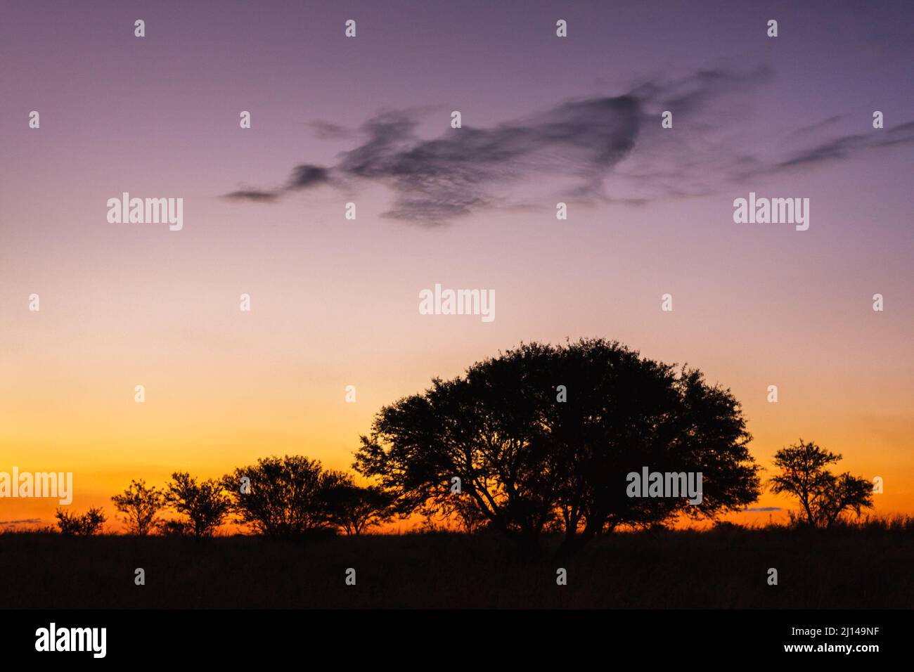 Bushveld Skyline mit Sweet Thorn, Vachellia (Acacia) Karroo, im Grasland, in der Dämmerung, Himmel mit Stratocumulus Wolken, Orange Free State, Südafrika Stockfoto