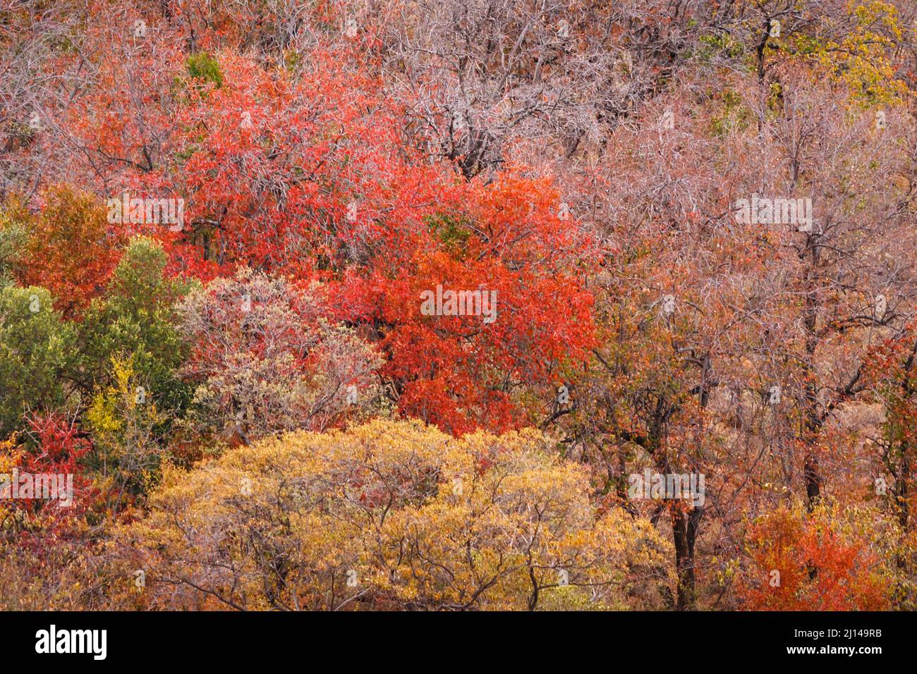 Farbenfrohe Herbstblätter und Zweige der Buschveld-Vegetation am Kopje-Hang, Pilansberg-Nationalpark, Nordwestprovinz, Südafrika Stockfoto