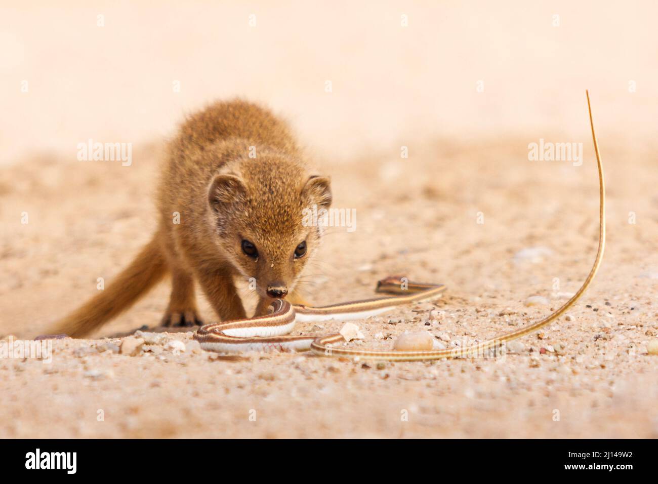 Baby Yellow Mongoose, Cynictis penicillata, Inspektion Kalahari Sandschlange, Psammophis trinasalis, Beute, Kgalagadi Transfrontier National Park Stockfoto