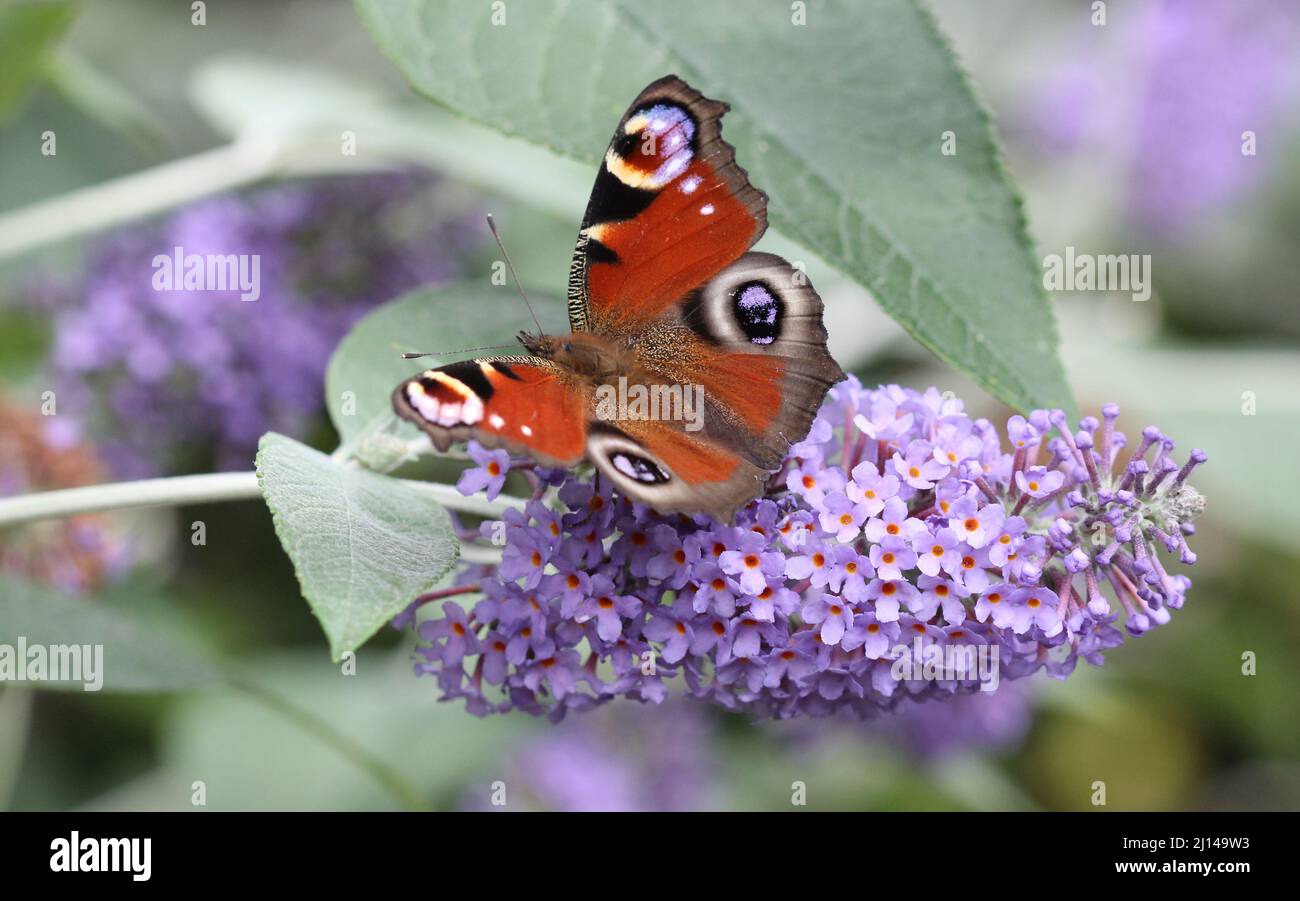 Buddleja Lochinch Blume mit Pfauenfalter, der sich vom Nektar ernährt Stockfoto