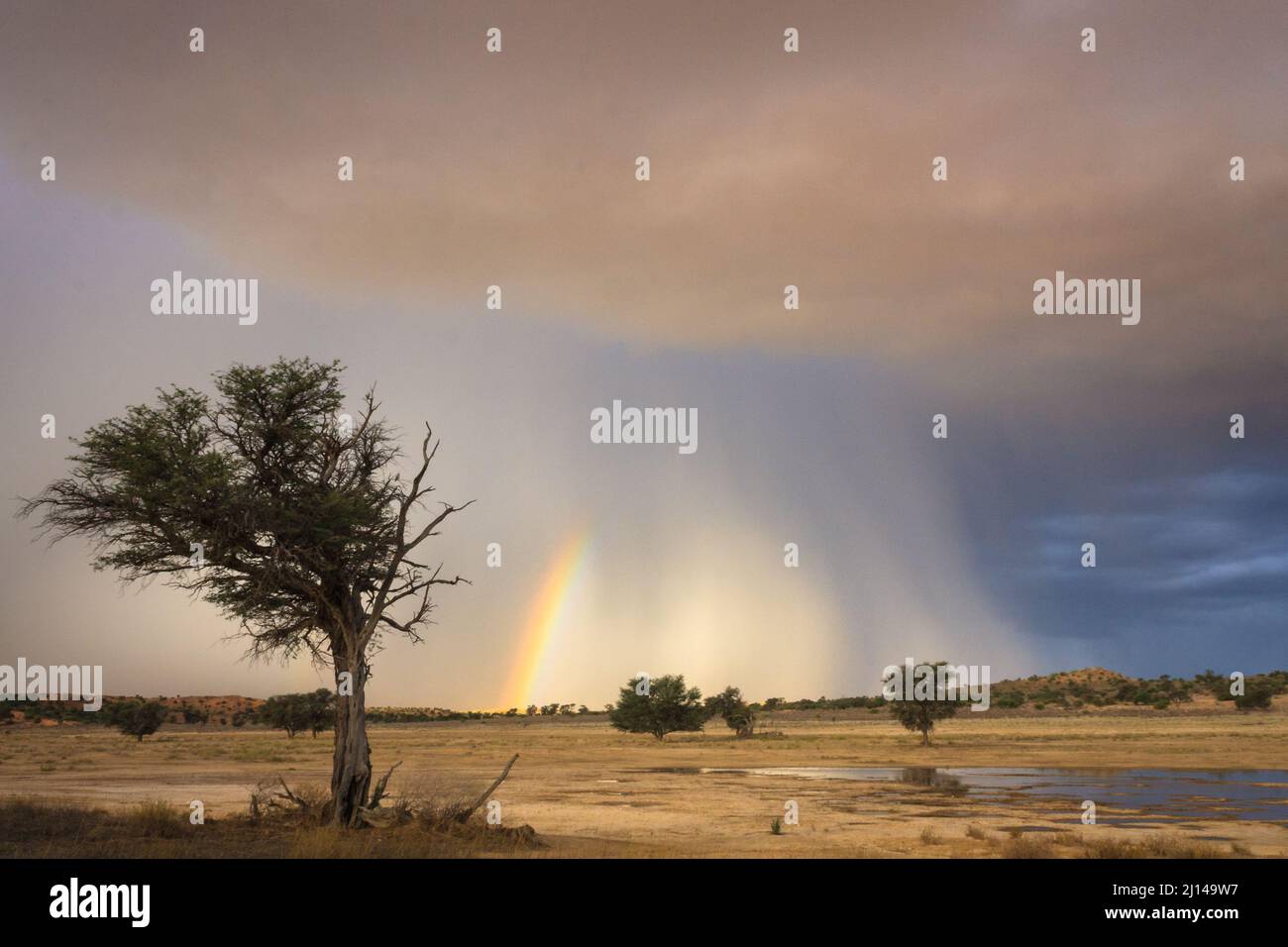 Halbwüstenlandschaft mit Regenbogen und Kamel Thorn, Vachellia (Acacia) erioloba, Nossob District, Kgalagadi Transfrontier National Park, Südafrika Stockfoto