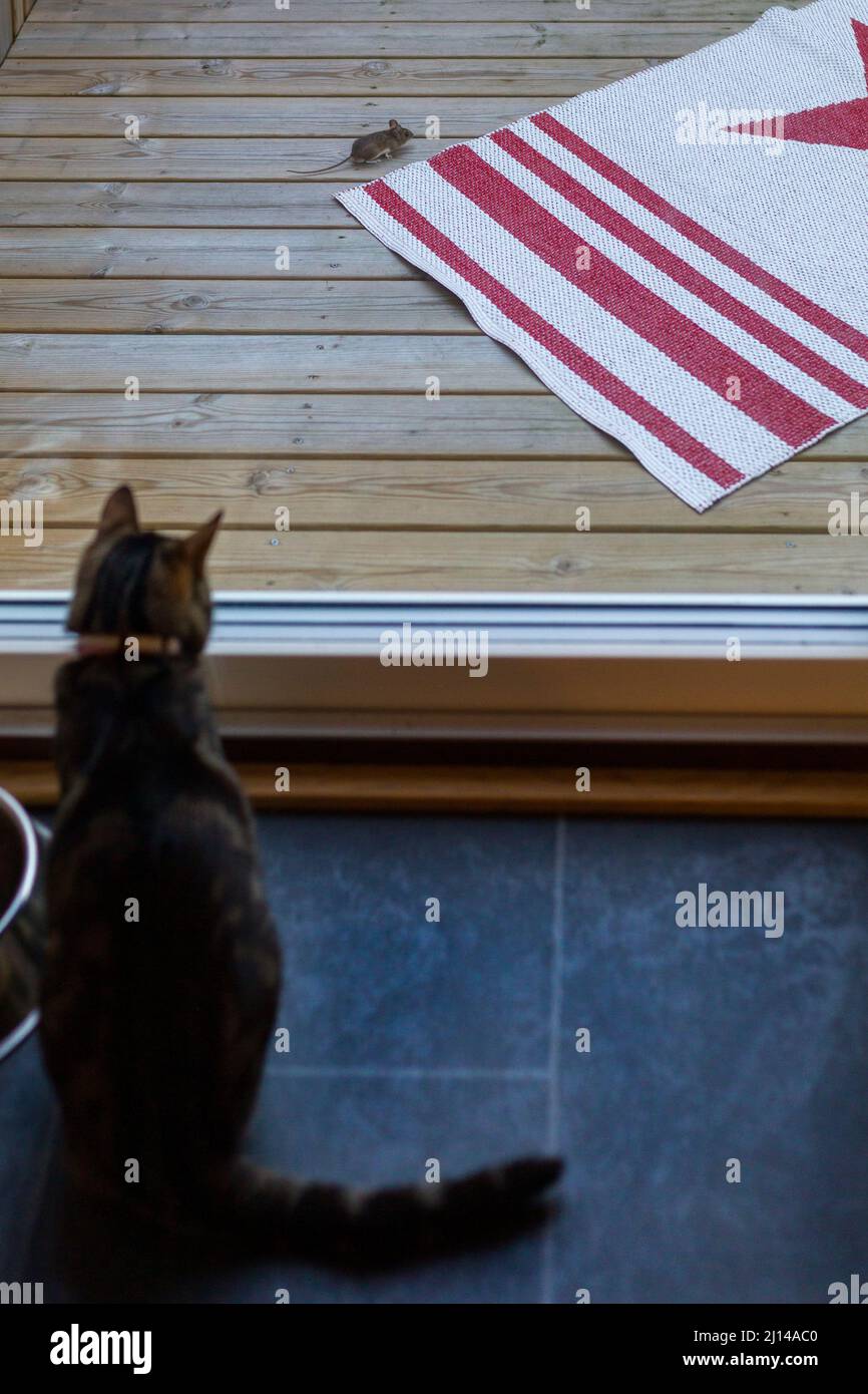 Die Katze im Haus blickt auf die Maus auf der Terrasse Stockfoto