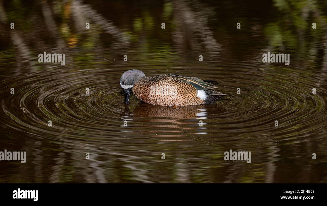 Blaue geflügelte Teal Stockfoto