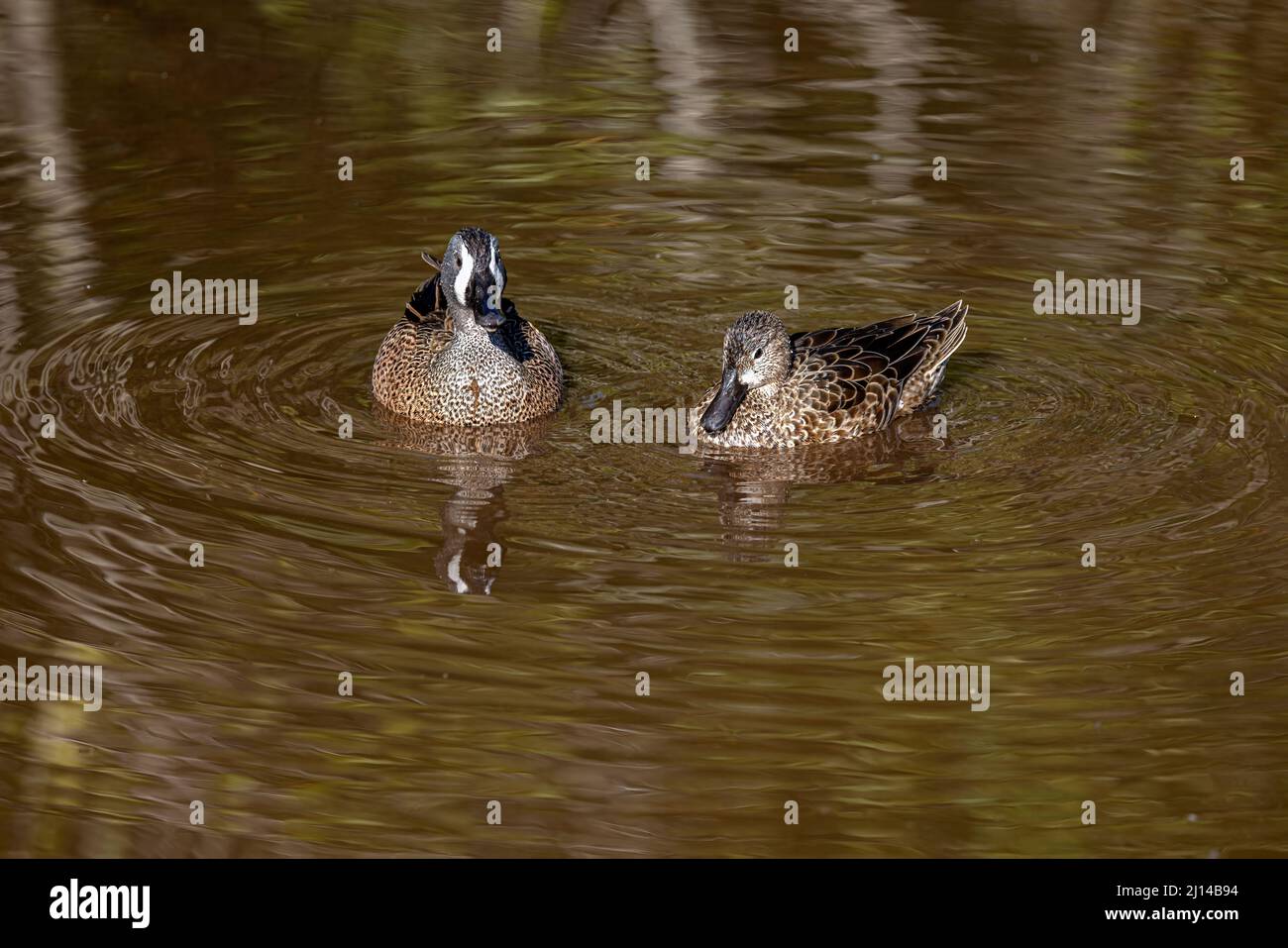 Blaue geflügelte Teal Stockfoto