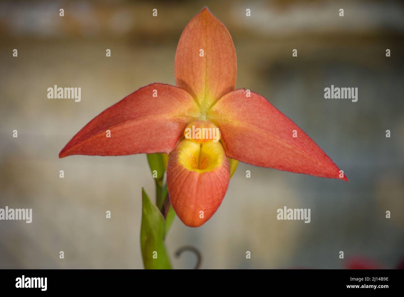 Makrofotografie der Orchidee in einem botanischen Garten in Frankreich Stockfoto