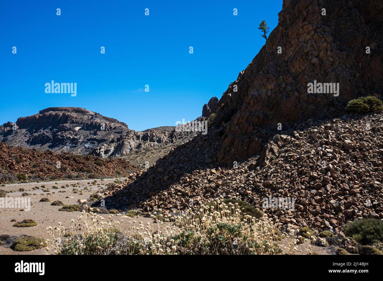 Kanarische Kiefer, pinus canariensis, gegen einen blauen Himmel, der von der Seite einer Klippe in der vulkanischen Landschaft der Las Canadas del Teide wächst Stockfoto