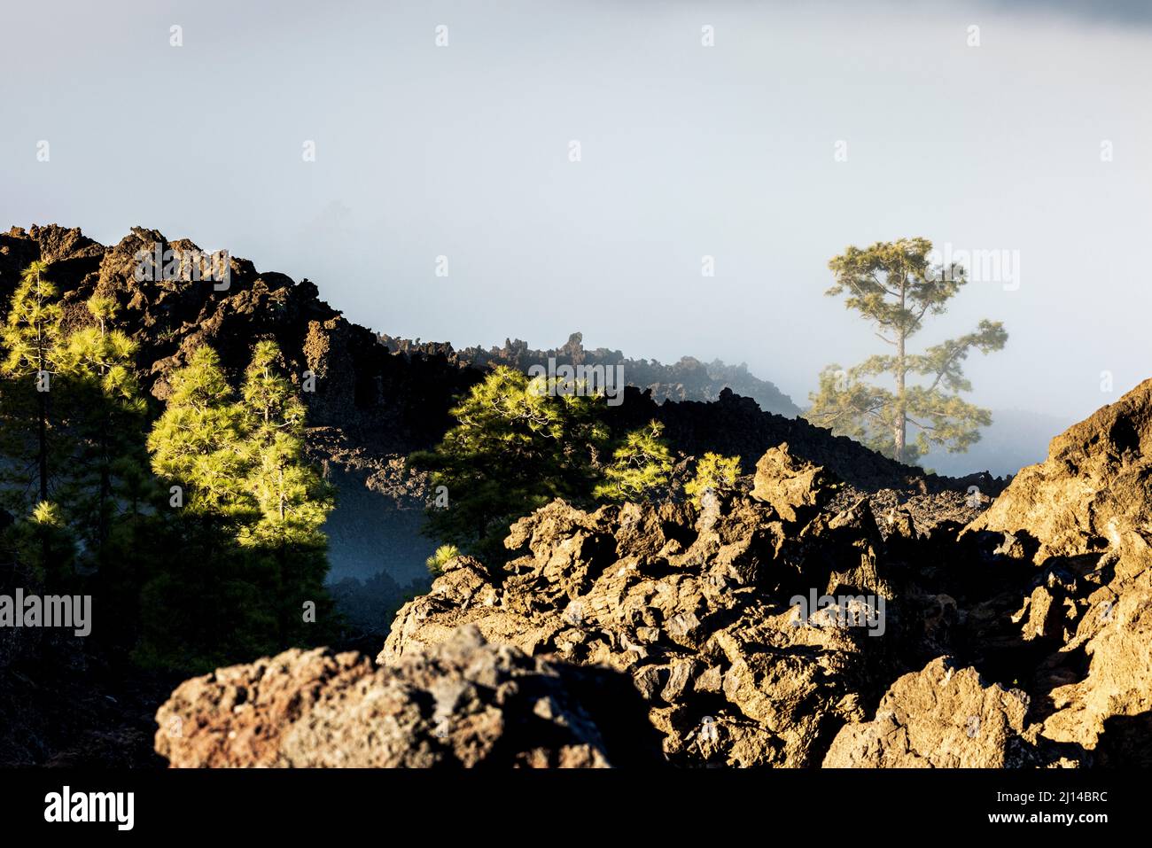 Kanarische Pinien, pinus canariensis, die an einem trüben, nebligen Morgen in der vulkanischen Landschaft der Las Canadas d in den verfestigten Lavafeldern wachsen Stockfoto