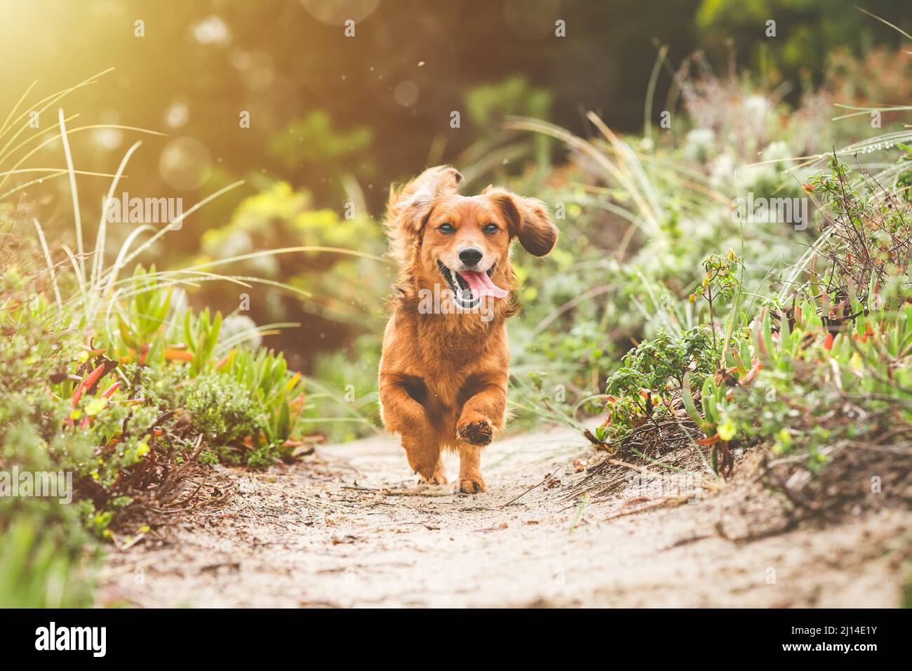 Glücklicher Dachshund Hund läuft draußen mit offenem Mund an einem sonnigen Tag in der Natur Stockfoto