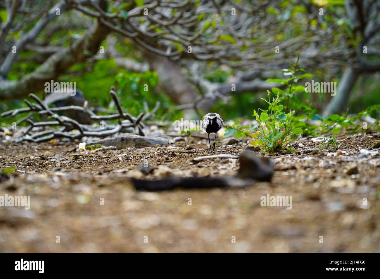 Blick auf eine weiße Bachstelze, die auf dem Boden zur Kamera läuft. Stockfoto