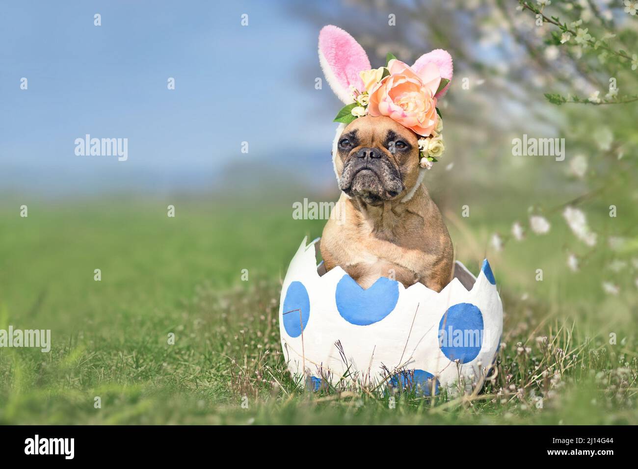 Französische Bulldogge mit Osterhasen-Ohren, die in einem großen Ei mit Punkten sitzen Stockfoto