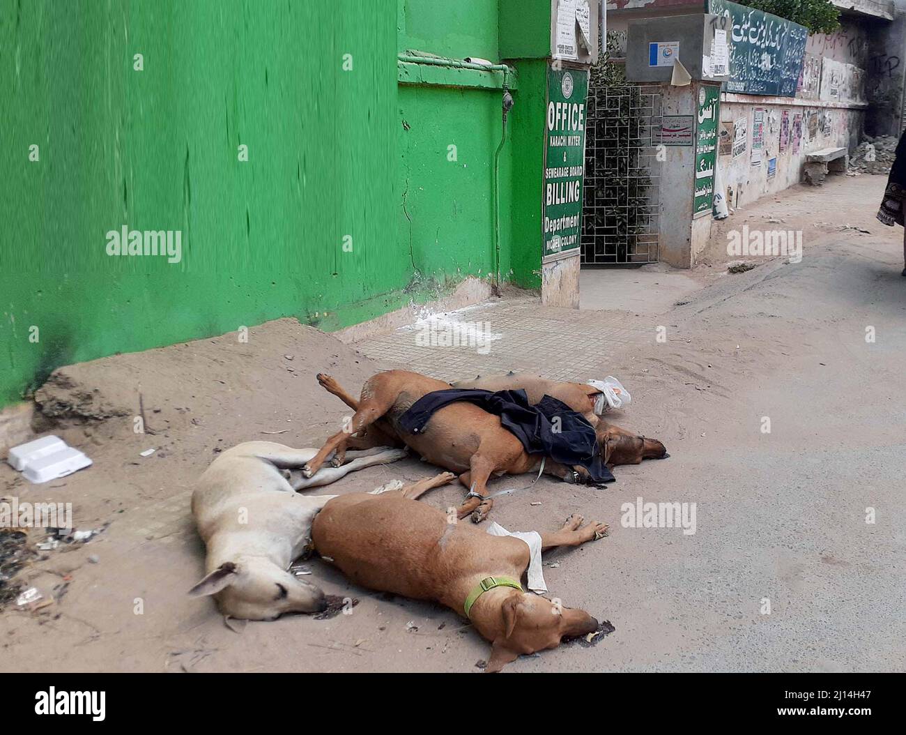 DMC-Mitarbeiter, die tote Hunde am Straßenrand vor dem UC-Bürogebäude abwerfen, nachdem sie sie während einer Anti-Hunde-Kampagne durch Vergiftung getötet haben, benötigen die Aufmerksamkeit der betroffenen Abteilung, die sich am Dienstag, den 22. März 2022, im Bereich Model Colony in Karachi befindet. Stockfoto