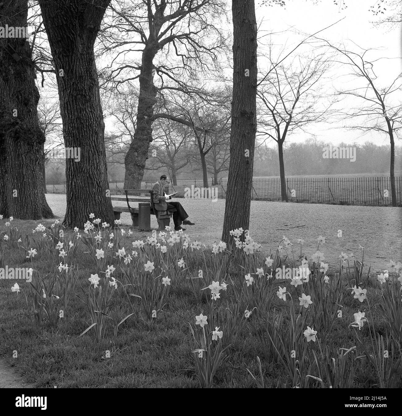 1960s, historisch, ein junger Mann, der auf einer Bank bei einem breiten Spaziergang auf der Christ Church Meadow, Oxford, England, Großbritannien, sitzt, mit blühenden Frühlingsdafflaten. Stockfoto