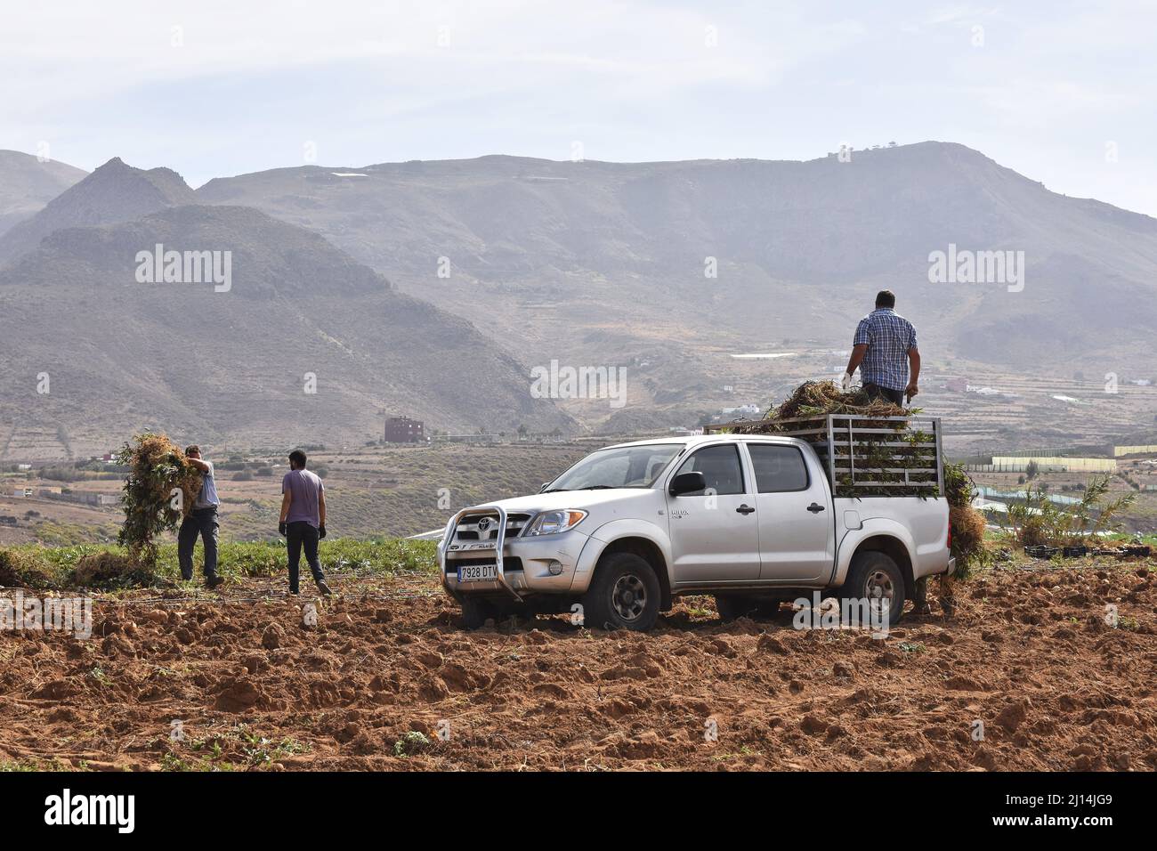 Arbeiter, die nach der Ernte den Kartoffeltransport in der Nähe von Agaete im Nordwesten der Kanarischen Inseln von Gran Canaria abbauen. Stockfoto