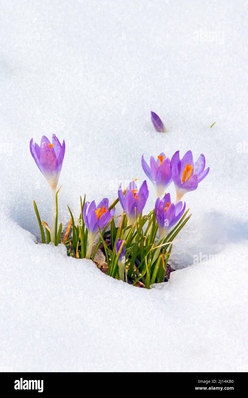Crocus blüht durch einen späten Winterschnee in den Pocono Mountains in Pennsylvania Stockfoto