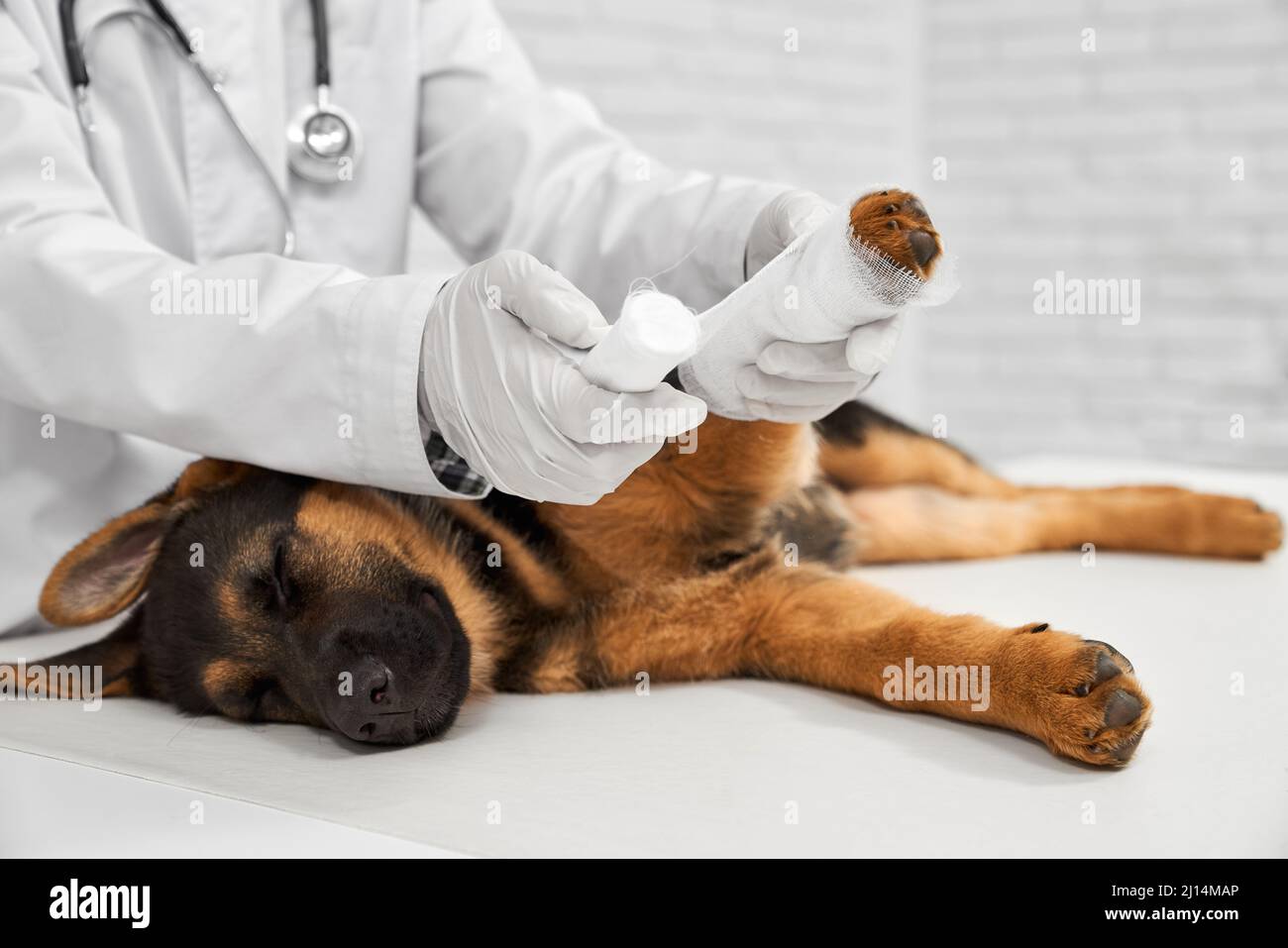 Nahaufnahme des Tierarztes in weißem Laborkittel mit zurückspulenden Pfoten zum Schäferhund. Arzt mit Phonendoskop, in weißen Latexhandschuhen, die eine Bandage auf die Hundepfote auftragen. Stockfoto